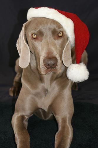 https://images.dog.ceo/breeds/weimaraner/n02092339_1700.jpg