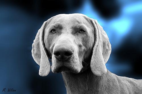 https://images.dog.ceo/breeds/weimaraner/n02092339_174.jpg