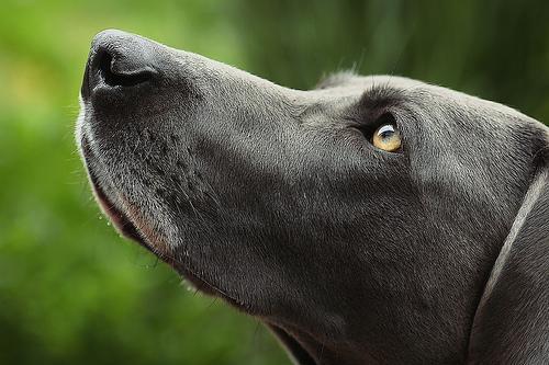 https://images.dog.ceo/breeds/weimaraner/n02092339_176.jpg