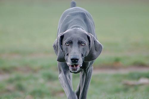 https://images.dog.ceo/breeds/weimaraner/n02092339_1796.jpg