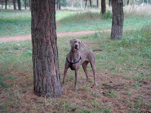 https://images.dog.ceo/breeds/weimaraner/n02092339_1849.jpg