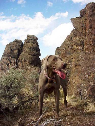 https://images.dog.ceo/breeds/weimaraner/n02092339_1930.jpg