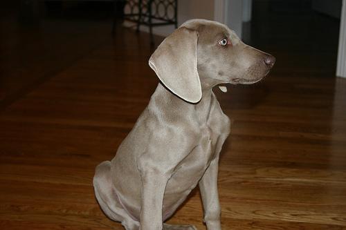 https://images.dog.ceo/breeds/weimaraner/n02092339_1950.jpg