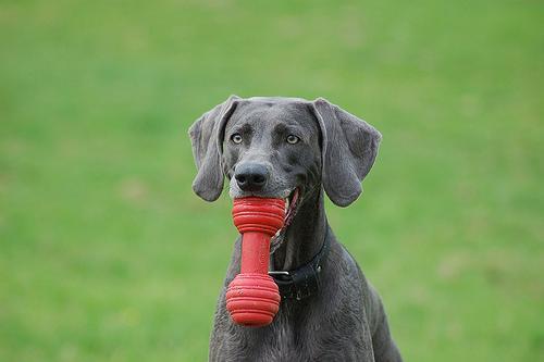 https://images.dog.ceo/breeds/weimaraner/n02092339_2006.jpg