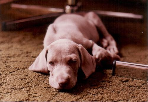 https://images.dog.ceo/breeds/weimaraner/n02092339_2103.jpg