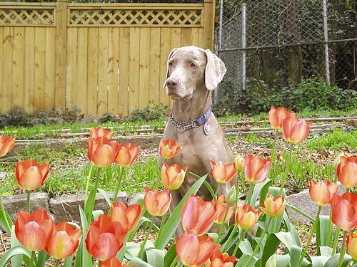 https://images.dog.ceo/breeds/weimaraner/n02092339_2157.jpg