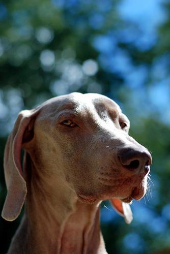 https://images.dog.ceo/breeds/weimaraner/n02092339_2239.jpg