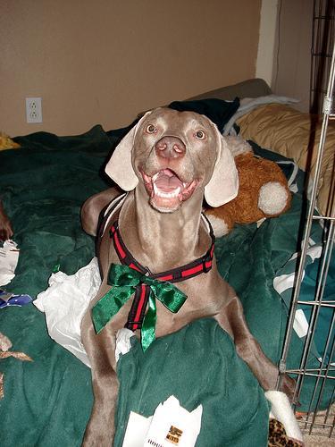 https://images.dog.ceo/breeds/weimaraner/n02092339_2247.jpg