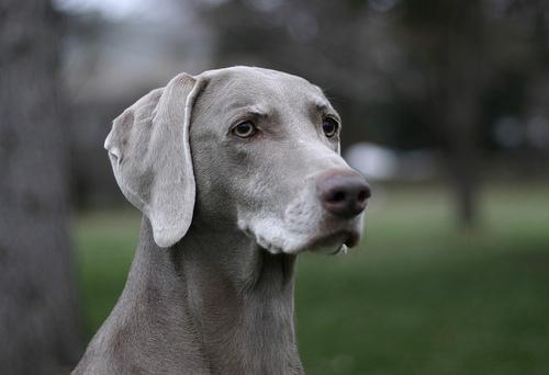 weimaraner