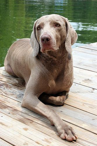 https://images.dog.ceo/breeds/weimaraner/n02092339_2510.jpg