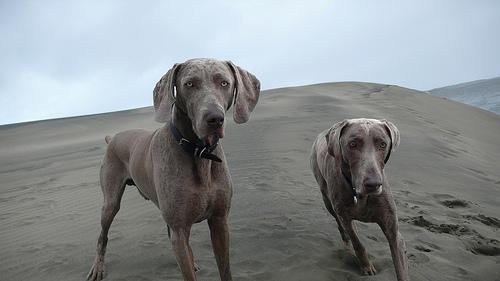 https://images.dog.ceo/breeds/weimaraner/n02092339_2640.jpg