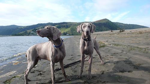 https://images.dog.ceo/breeds/weimaraner/n02092339_2653.jpg