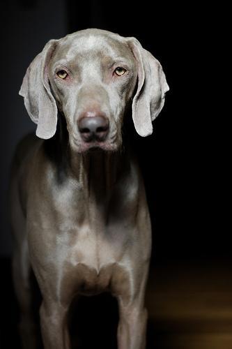 https://images.dog.ceo/breeds/weimaraner/n02092339_2691.jpg