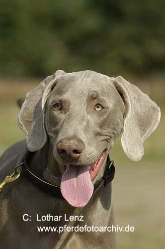 https://images.dog.ceo/breeds/weimaraner/n02092339_272.jpg