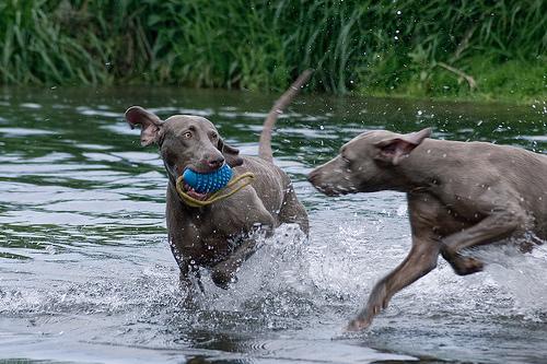 https://images.dog.ceo/breeds/weimaraner/n02092339_2731.jpg