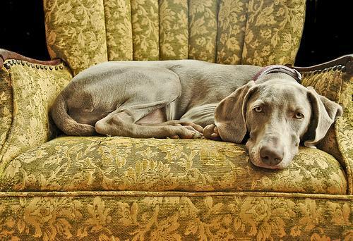 https://images.dog.ceo/breeds/weimaraner/n02092339_2766.jpg