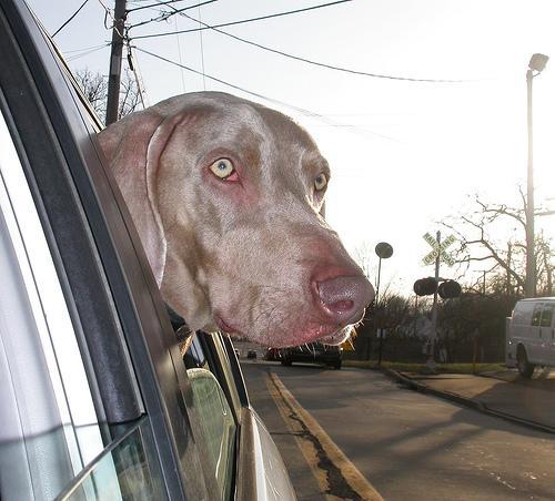 https://images.dog.ceo/breeds/weimaraner/n02092339_286.jpg