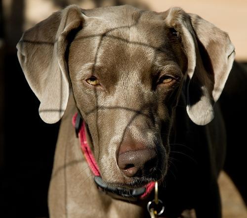 https://images.dog.ceo/breeds/weimaraner/n02092339_2885.jpg