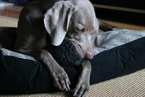 https://images.dog.ceo/breeds/weimaraner/n02092339_289.jpg