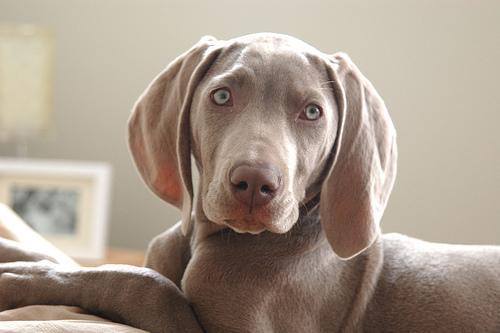 https://images.dog.ceo/breeds/weimaraner/n02092339_2941.jpg