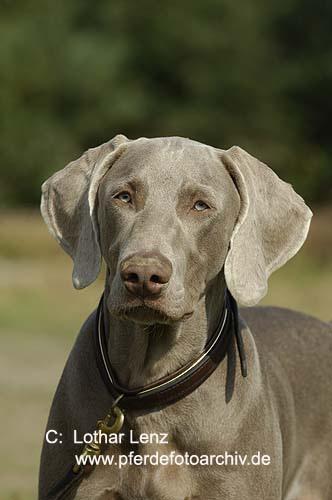 https://images.dog.ceo/breeds/weimaraner/n02092339_298.jpg