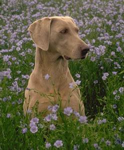 https://images.dog.ceo/breeds/weimaraner/n02092339_3028.jpg