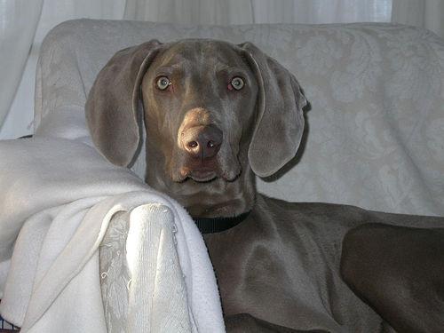 https://images.dog.ceo/breeds/weimaraner/n02092339_3165.jpg