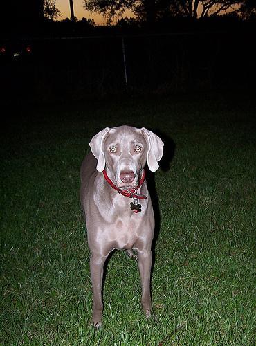 https://images.dog.ceo/breeds/weimaraner/n02092339_3171.jpg