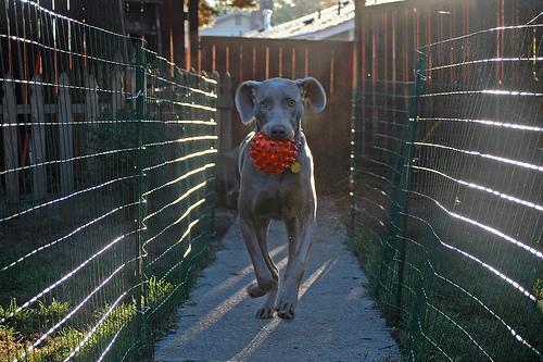 https://images.dog.ceo/breeds/weimaraner/n02092339_3212.jpg