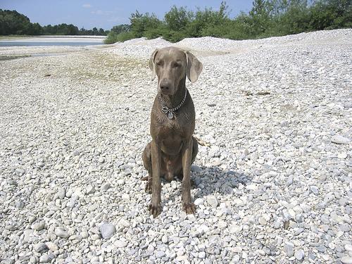 https://images.dog.ceo/breeds/weimaraner/n02092339_3222.jpg