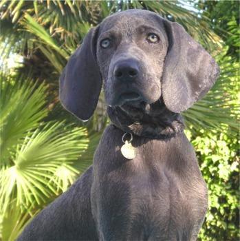 https://images.dog.ceo/breeds/weimaraner/n02092339_3306.jpg