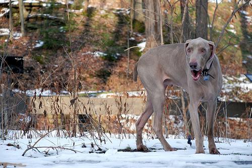 https://images.dog.ceo/breeds/weimaraner/n02092339_3345.jpg