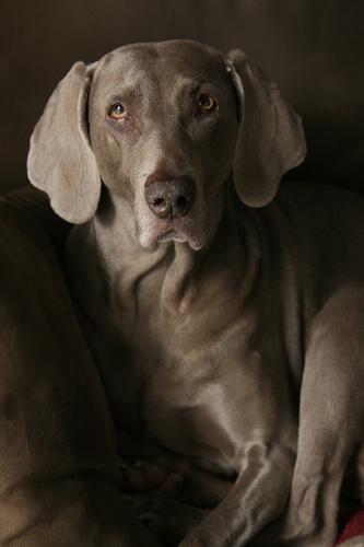 https://images.dog.ceo/breeds/weimaraner/n02092339_3354.jpg