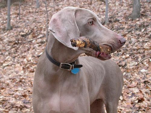 https://images.dog.ceo/breeds/weimaraner/n02092339_3409.jpg