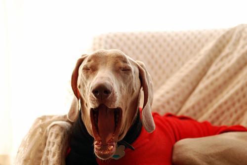 https://images.dog.ceo/breeds/weimaraner/n02092339_353.jpg