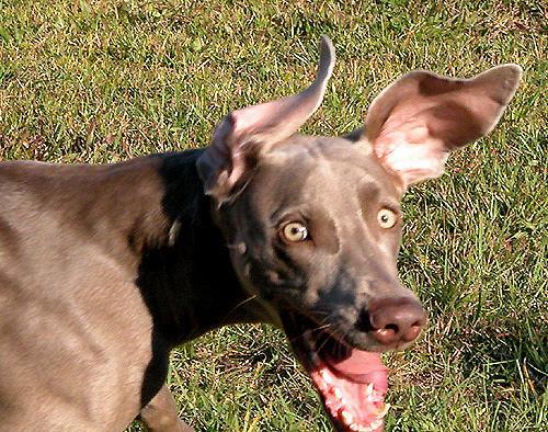 https://images.dog.ceo/breeds/weimaraner/n02092339_363.jpg