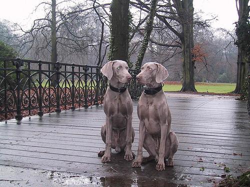 https://images.dog.ceo/breeds/weimaraner/n02092339_366.jpg