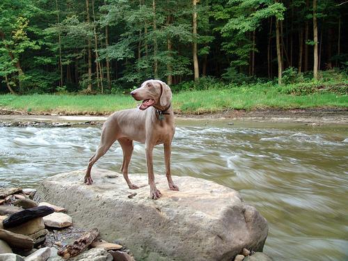 https://images.dog.ceo/breeds/weimaraner/n02092339_367.jpg