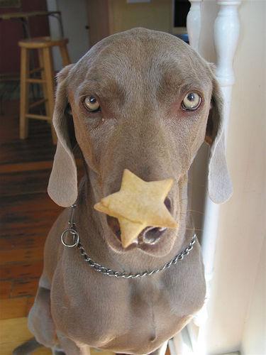 https://images.dog.ceo/breeds/weimaraner/n02092339_3698.jpg