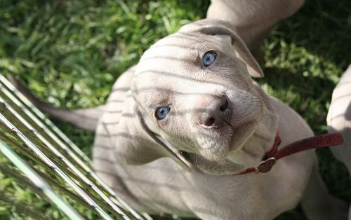 https://images.dog.ceo/breeds/weimaraner/n02092339_3804.jpg