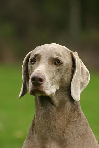 https://images.dog.ceo/breeds/weimaraner/n02092339_3837.jpg