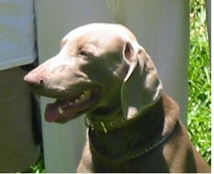 https://images.dog.ceo/breeds/weimaraner/n02092339_392.jpg