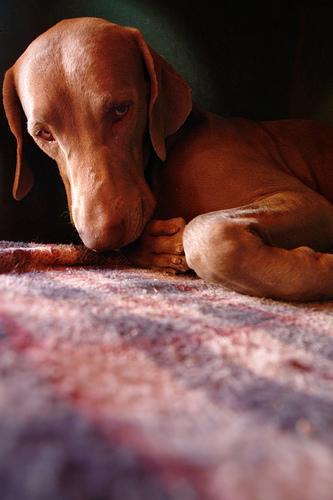 https://images.dog.ceo/breeds/weimaraner/n02092339_40.jpg