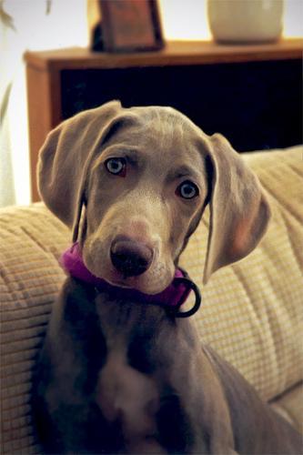 https://images.dog.ceo/breeds/weimaraner/n02092339_4169.jpg