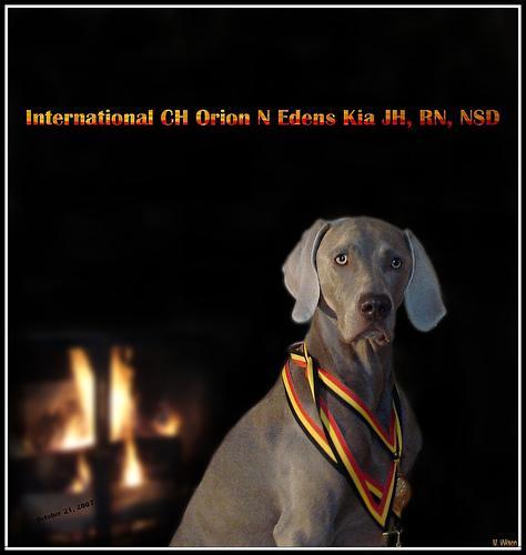 https://images.dog.ceo/breeds/weimaraner/n02092339_4208.jpg