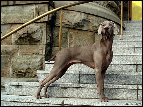 https://images.dog.ceo/breeds/weimaraner/n02092339_4214.jpg