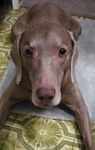 https://images.dog.ceo/breeds/weimaraner/n02092339_4271.jpg