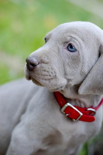 https://images.dog.ceo/breeds/weimaraner/n02092339_4346.jpg