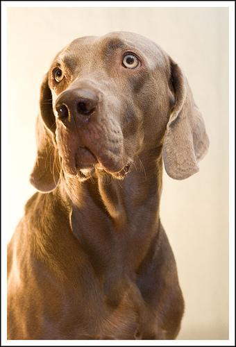 https://images.dog.ceo/breeds/weimaraner/n02092339_436.jpg