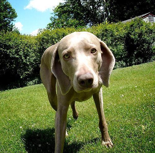 https://images.dog.ceo/breeds/weimaraner/n02092339_437.jpg